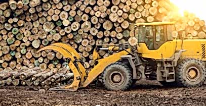 Orman Ürünleri Blog Yazısı